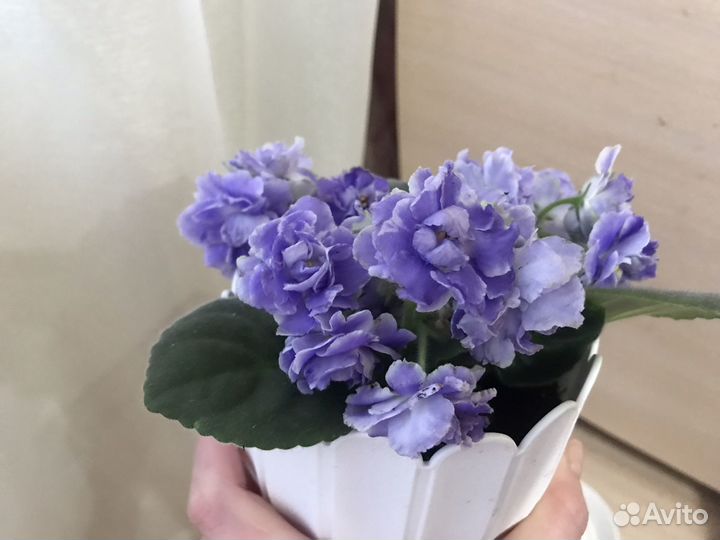Фиалка,алоэ, пеперомия, комнатные цветы
