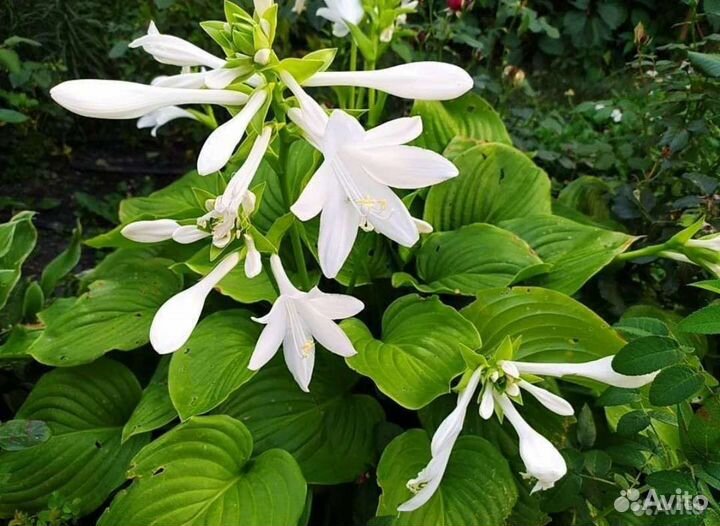 Многолетники садовые