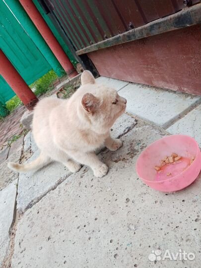 Отдам бесплатно