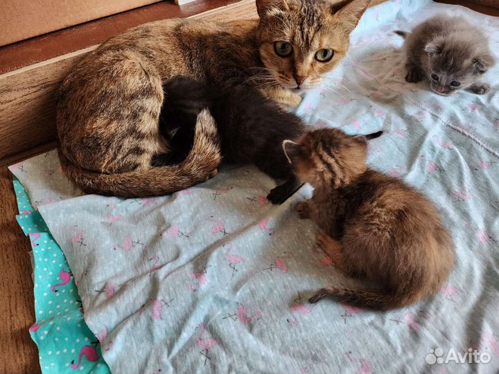 Котята в добрые руки