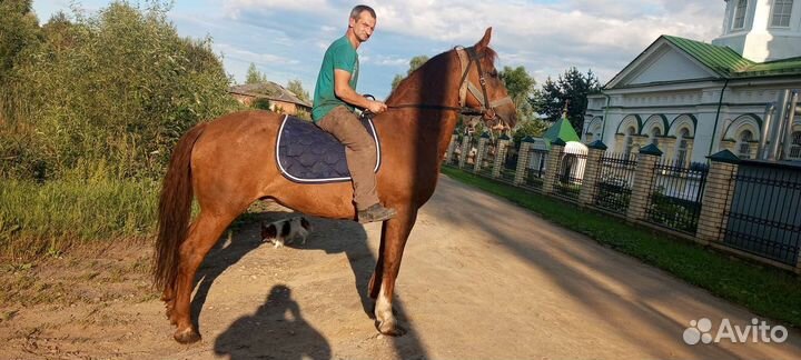 Кобыла упряжная