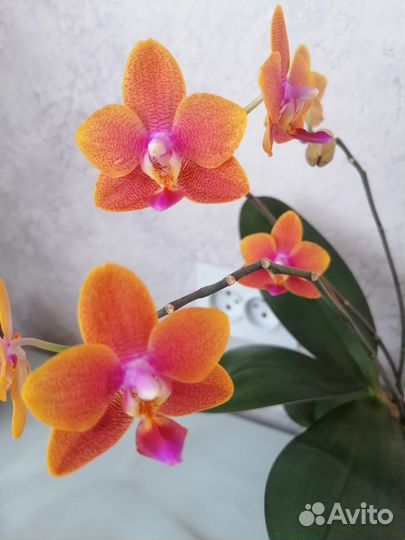 Орхидея фаленопсис