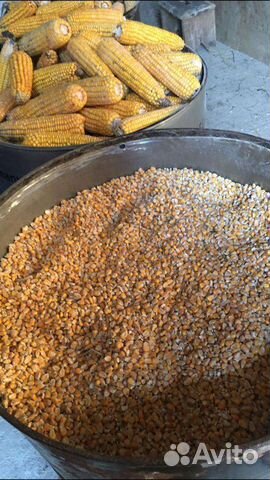 Зерно пшеница ячмень кукуруза
