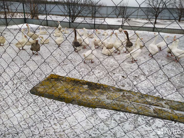 Домашняя птица