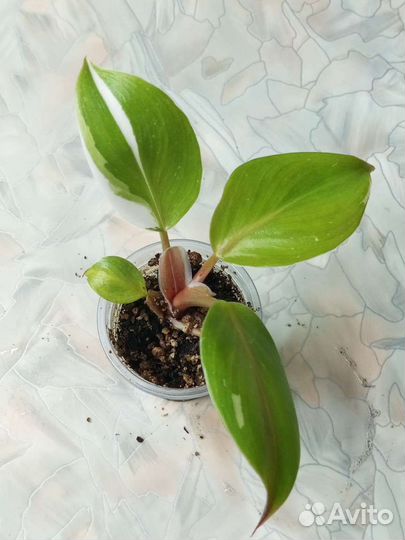 Филодендроны