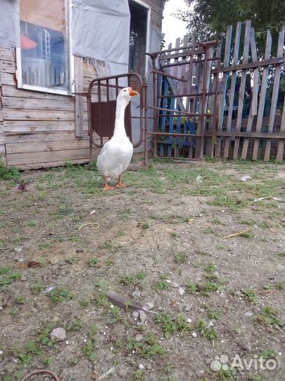 Петух, гуси