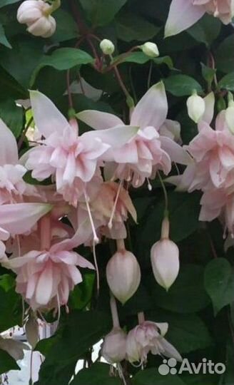 Сортовые фуксии, Хойи и домашние растения