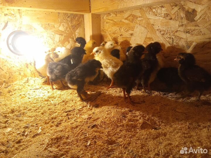 Цыплята несушки