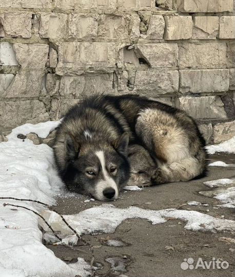 Собака в добрые руки