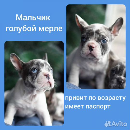 Цветные французы