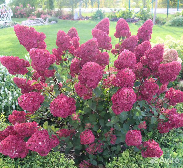 Гортензия Самарская Лидия