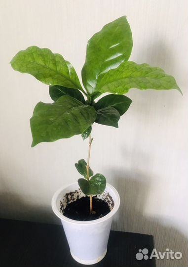 Гардения жасминовидная, кофе аравийский