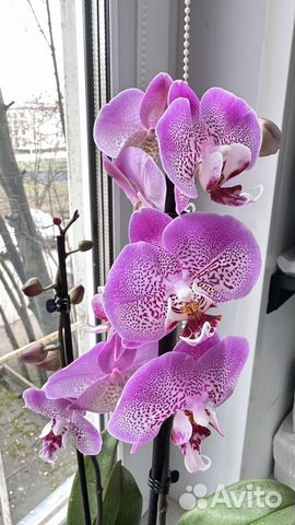 Орхидея Фаленопсис Pink Girl отцвела