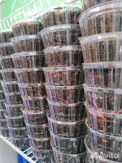 Червь навозный