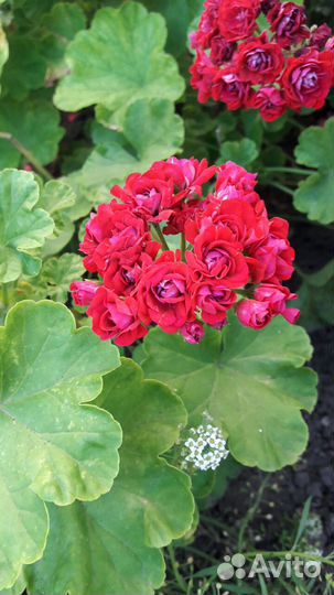 Пеларгония сортовая розебудная Rose of Bulgarien