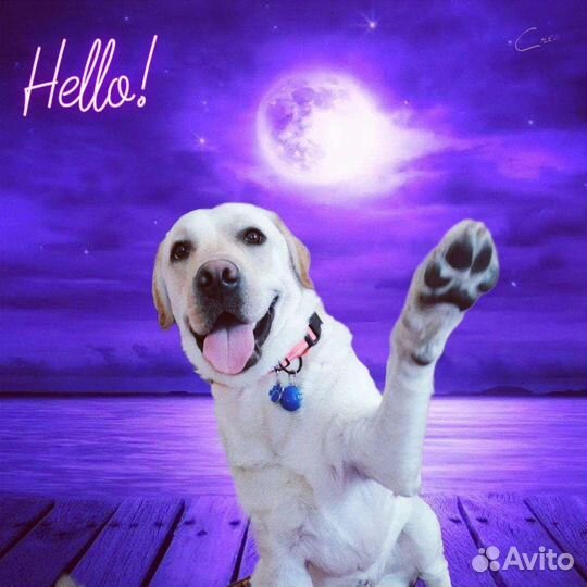 Кобель лабрадора вязка