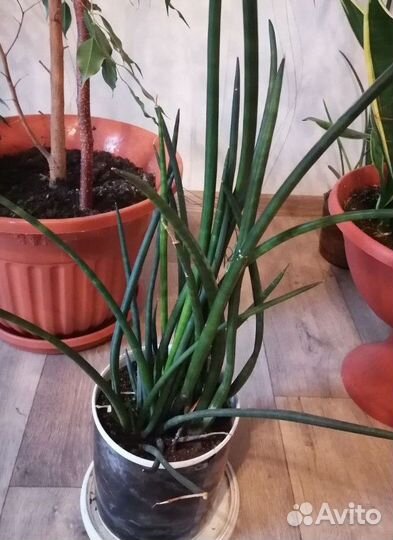 Сансевиерия Спайк Щучий хвост Тещин язык