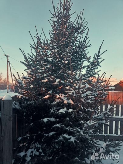 Елка новогодняя живая