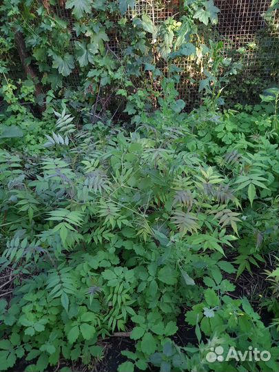 Саженцы сумах оленерогий