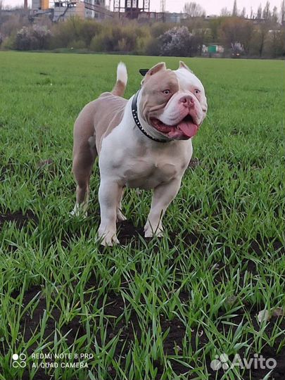 Ищем невесту, жених готов к встрече