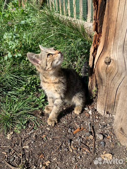 Котята в добрые руки бесплатно