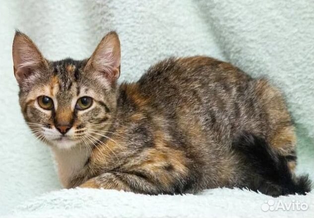 Трехцветный котенок в добрые руки