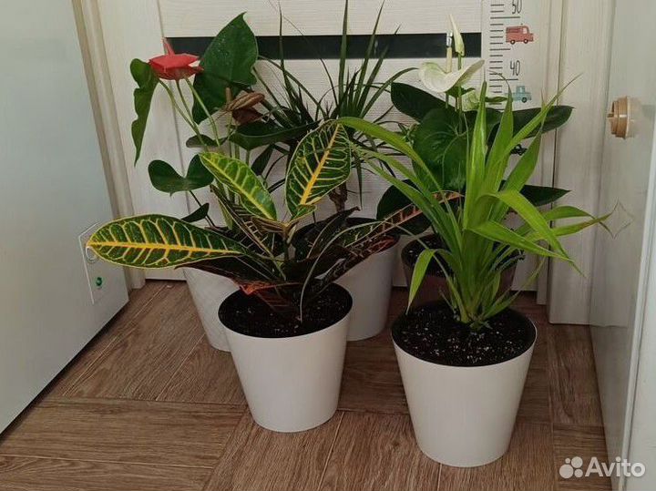 Антуриум, кротон, драцена, панданус