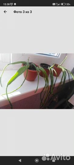 Кактус ампельный