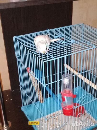 Волнистый попугай ручной