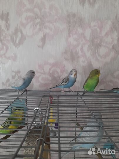 Птенцы волнистого попугая