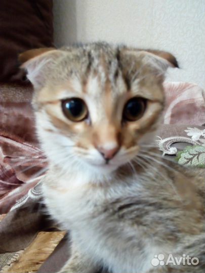 Котенок девочка 3,5 месяца