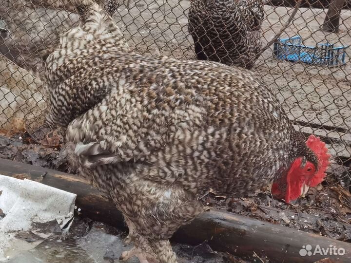 Цыплята мехеленская кукушка