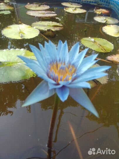 Водная лилия. Нимфея, можевельник, кувшинки