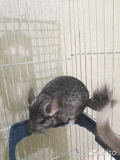 Продам шиншилл с клеткой