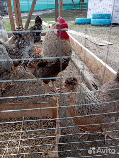 Инкубационное яйцо, цыплята