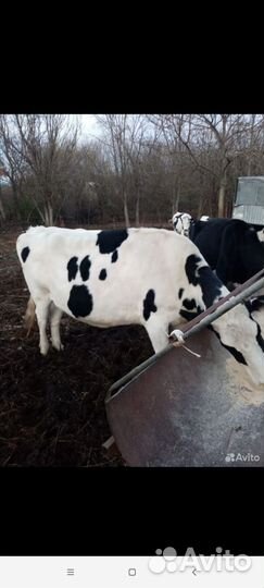Тëлка голштинской породы
