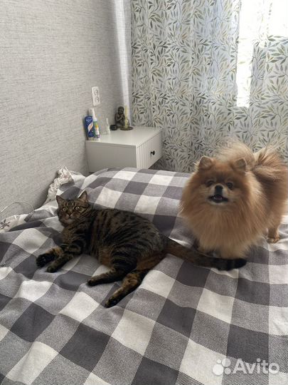 Немецкий шпиц вязка