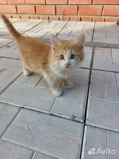 Котята