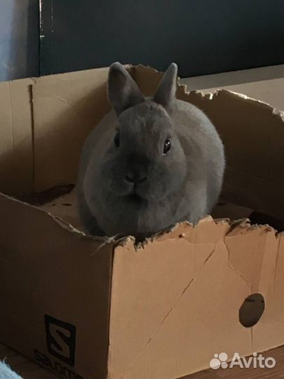 Декоративный карликовый кролик