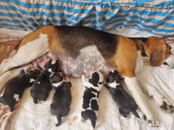 Бигль, щенки бигль