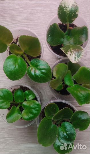 Детки сортовых фиалок