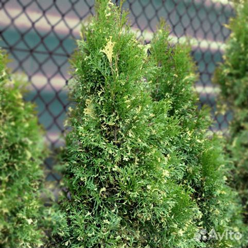 Туя Смарагд