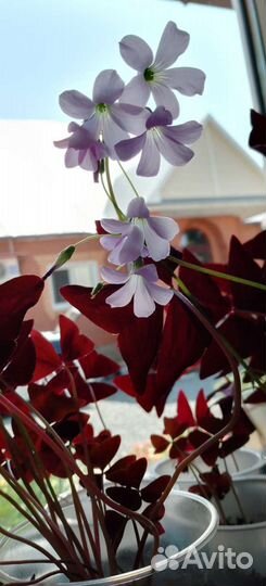 Комнатные цветы