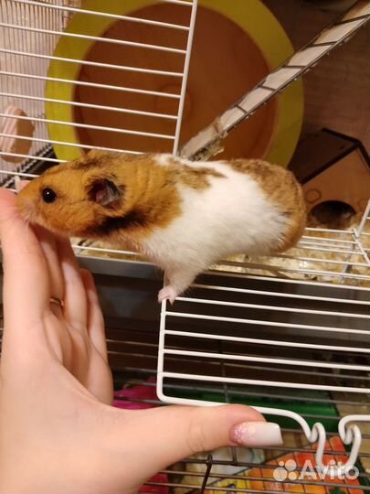 Сирийский хомяк
