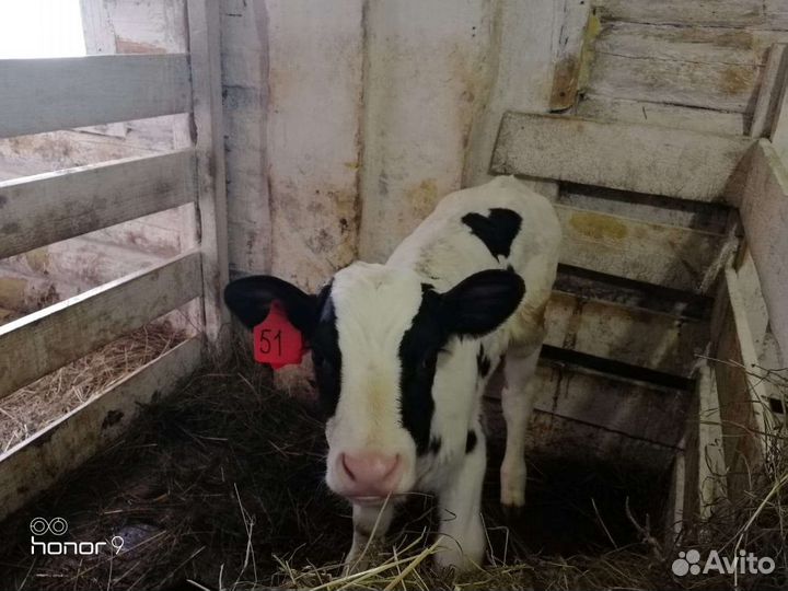 Телята мясной и молочной породы