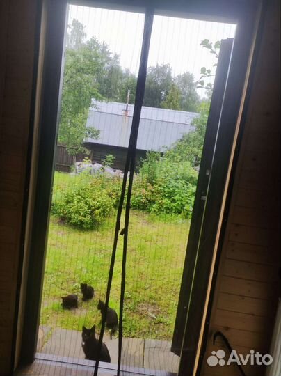 Котята крысоловы черные
