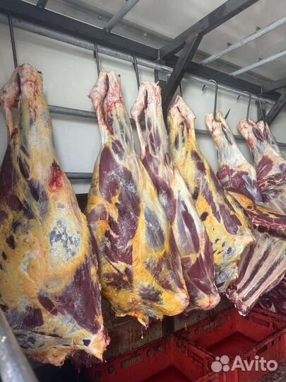 Мясо говядина, быки, телятина в полутушах