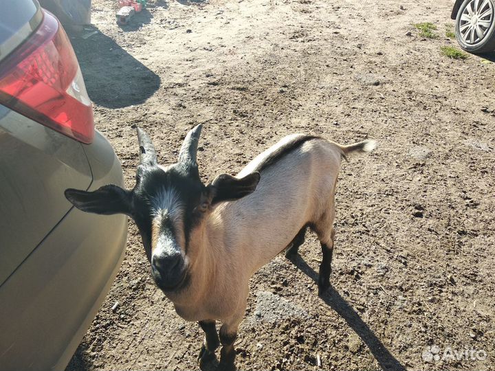 Продам козлов на племя