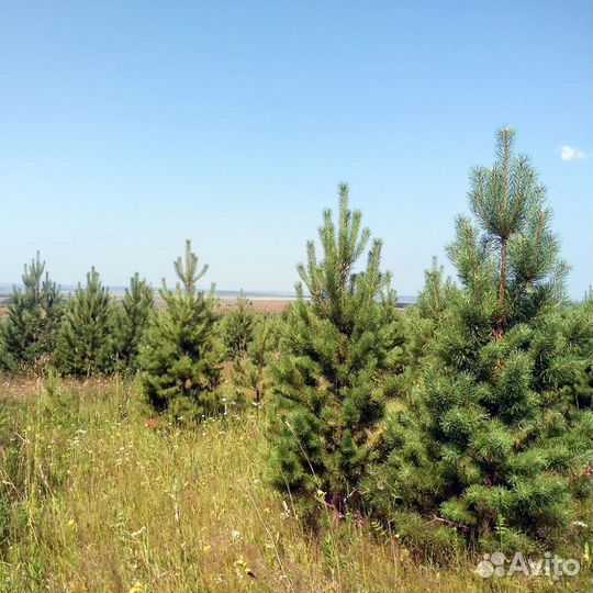 Сосна елка живая оптом новогодняя
