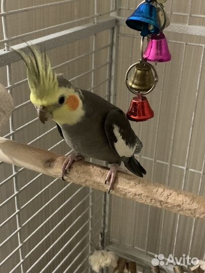 Попугай с клеткой